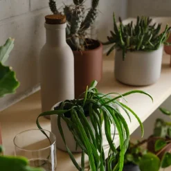 Aaron Probyn COLOMBO Porcelain Bottle, Grey