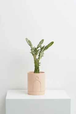 Capra Etch Planters, Salt