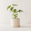 Sand Stoneware Planter 6" - AS-IS
